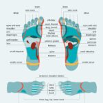 815298 foot reflexology chart 1296x1662 body